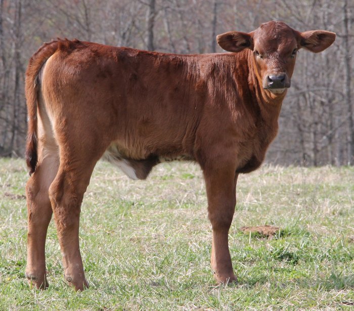 PB heifer, 6 weeks