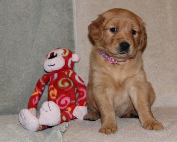 puppy, 5 weeks