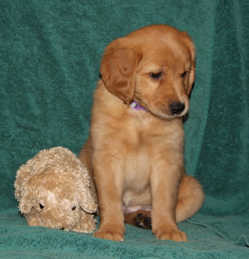 Lucy at 7 weeks old