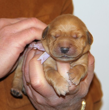 puppy