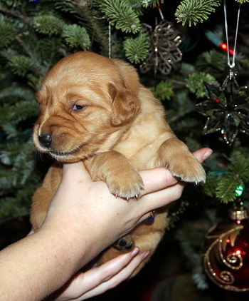 puppy at 3 weeks