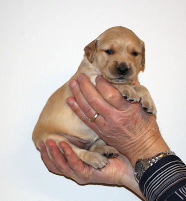 puppy at 3 weeks