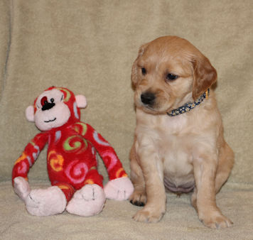 puppy at 5 weeks