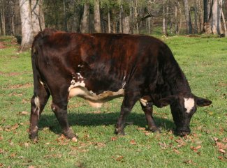 brindle cow