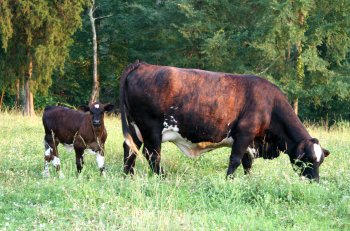 Mayfly, U1/2 2nd Cross Beefmaster Cow