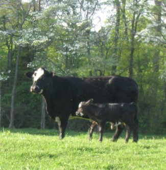 2x heifer, 1 day