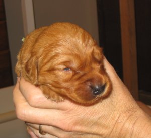 Puppy, 2 weeks
