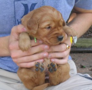 puppy, 3 weeks