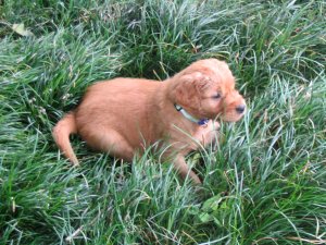 puppy in grass