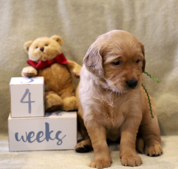 puppy at 4 weeks