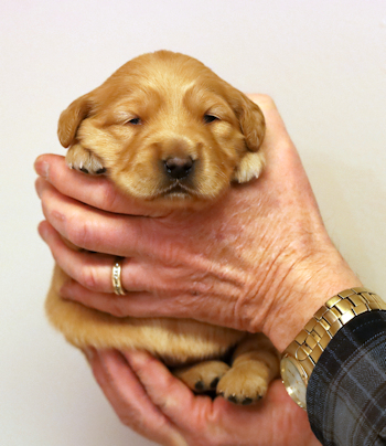 puppy at 2 weeks