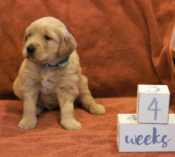 puppy at 4 weeks