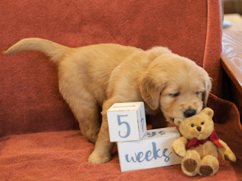 puppy at 5 weeks