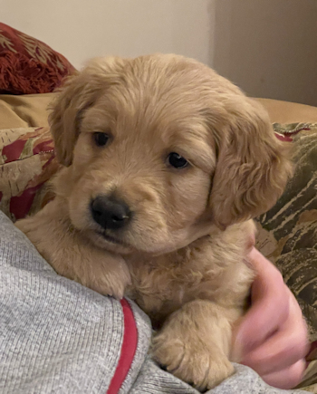 puppy at 6 weeks