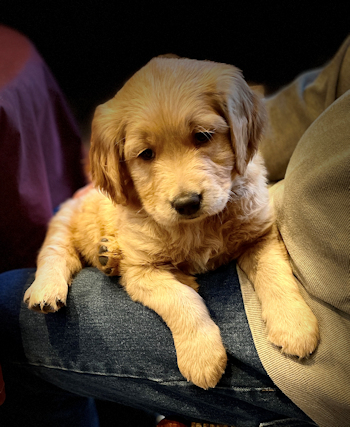 puppy at 7 weeks