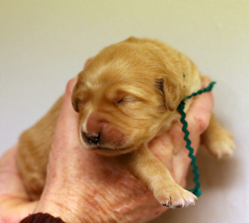 puppy at 1 week