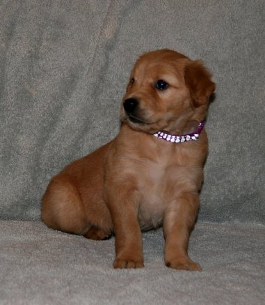 puppy