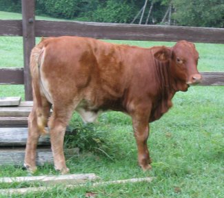 purebred heifer, 3 months