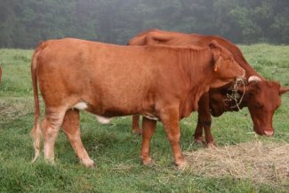 2005 purebred heifer