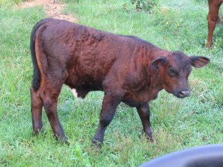 2x black heifer