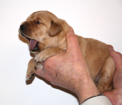 puppy at 2 weeks