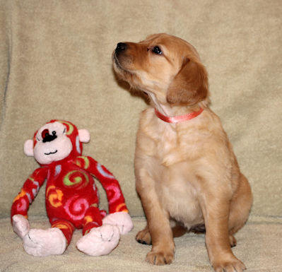 puppy at 5 weeks