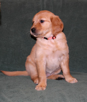 puppy at 6 weeks