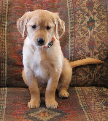 puppy at 7 weeks