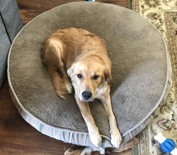 Nimbus on new bed at 6 months