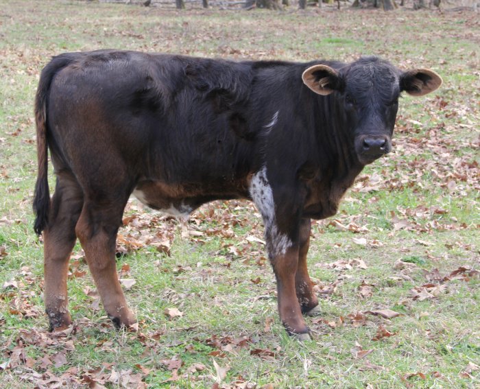 PB heifer, 3 months