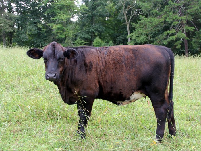 PB heifer, 8 months