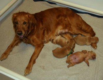 mom and pups
