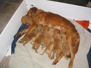 Pups nursing, 2.5 weeks