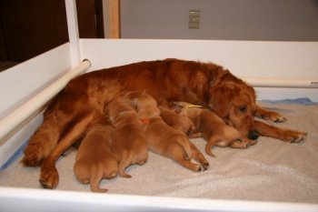 5 puppies nursing
