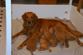 nursing puppies