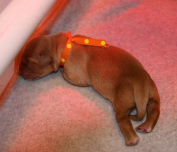 orange boy puppy