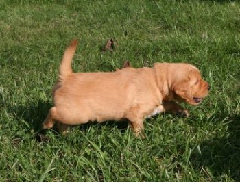 4 week old puppy