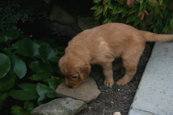 5 week old puppy