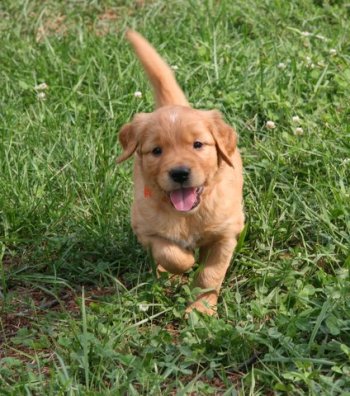 5 week old puppy