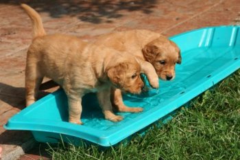 2 puppies in wading pool