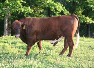 purebred bull, May 2011