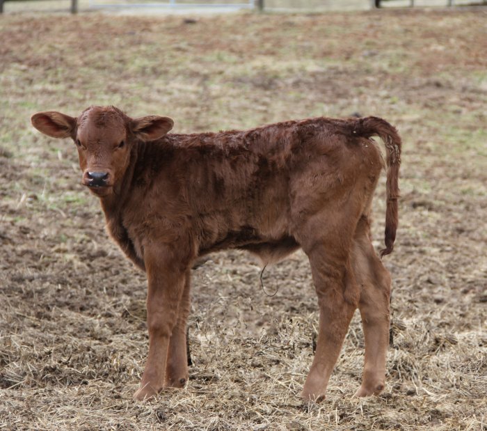 PB heifer, 1 week