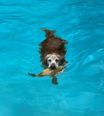 Panda swimming