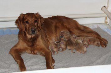 Mom and puppies