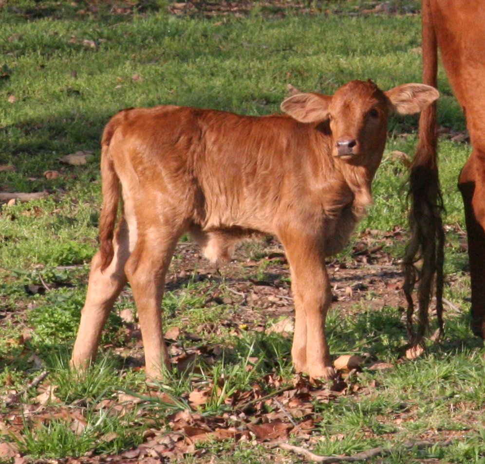 PB heifer, 3 days