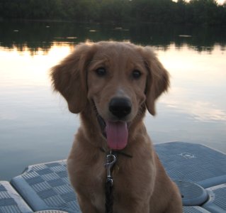 Puppy at the lake