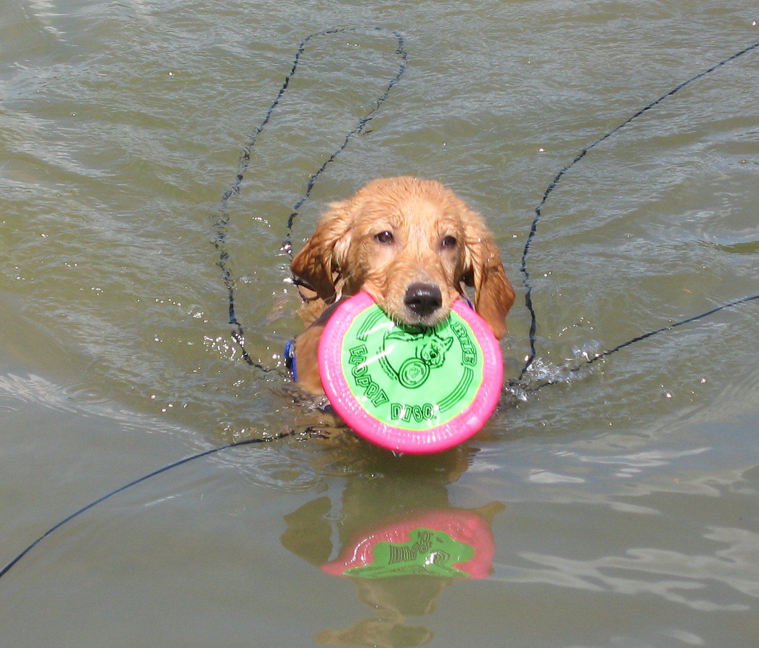 Pax swimming