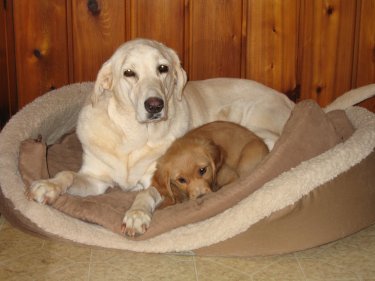 two dogs in one bed