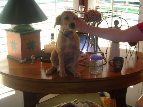 puppy on table