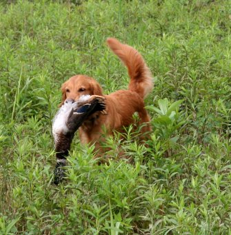 Penny with a duck